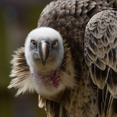 Poster - Close up head portrait of a Griffon vulture staring straight at the camera in square format