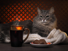 The Cat Looks At The Steam Rising Above The Mug With A Hot Drink (tea Or Coffee). In The Background Is The Fire In The Fireplace. In Chocolate Table. Cozy, Home Evening
