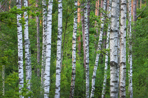 Naklejka na drzwi Birch tree forest