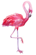Watercolor Illustration Of A Flamingo