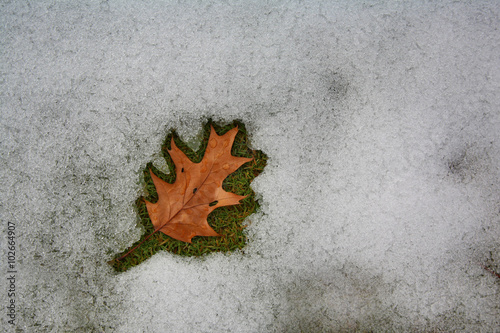 Fotografia, Obraz Leaf surrounded by melting snow at dusk