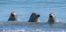 Seals On A Beach - Helgoland, Germany