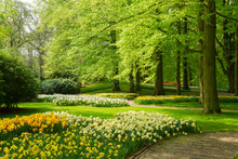 Grass Lawn With Daffodils In Spring Garden