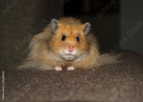 Long Haired Syrian Hamster Buy This Stock Photo And Explore