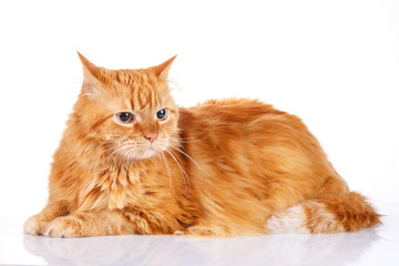  Red cat isolated on a white background