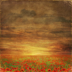 Wall Mural - The very big blooming poppies field during sunny day with grunge effect