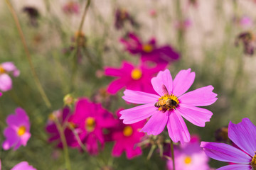 Bee collects pollen from pink flowers perennial asters in the ga