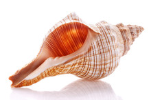 Sea Shell Isolated On White Background