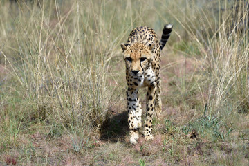 Wall Mural - africa. namibia. cheetah