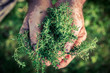 © shaiith - Freshly harvested thyme in hands