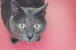 © Ruslan Grumble - grey sitting on the pink background looking at camera