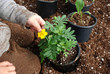 Young boy sitting in a bin of soil transplanting a marigold plant inside a greenhouse