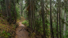 A Path In The Thick Spruce Forest. BLUE LAKE TRAIL, Washington State
