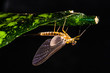 Adult mayfly dun