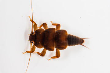 Wall Mural - Peltoperlidae stonefly nymph