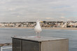 A seagull calmly sitting on a metal pillar, Hermosa beach, California