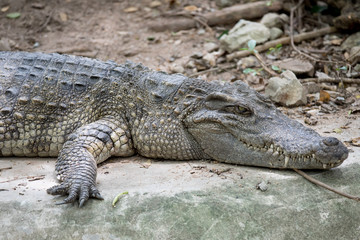 Wall Mural - Crocodile in the zoo