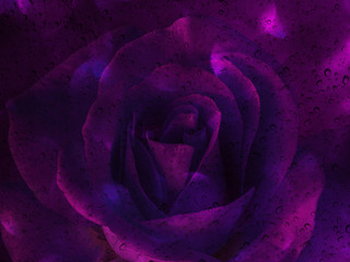 Wall Mural - Romantic violet rose with water drop on glass mirror plate for a