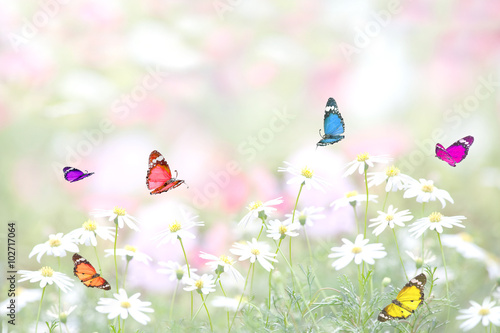 花畑に舞う蝶の群れ Wall Mural Butterfly Butterfly Wallpaper Murals Qiteng T