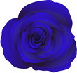 Bud of blue roses, vector