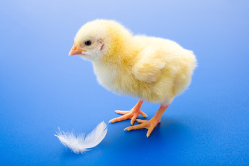 Little newborn yellow chicken with white feather on blue backgro