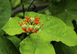 A close up of bloomimg orange flowers with green seed pods and large leaves.