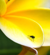 A yellow Plumeria Flower with a small fly resting.