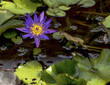 A brilliant Purple and Yellow Water Lily.