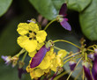 Close up of yellow and purple tropical flowers.
