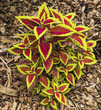 Close up of a green and red plant in a garden landscape.