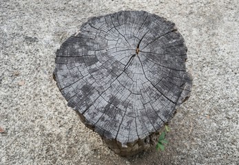 dry chopped tree log