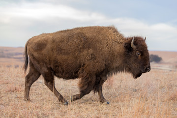american bison walking, maxwell wildlife preserve, kansas