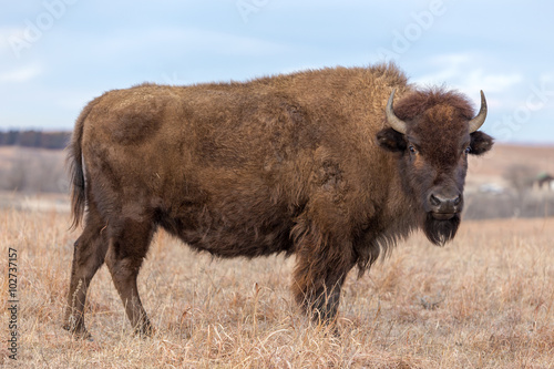 Fotografie, Obraz Americký bizon, Maxwell Wildlife zachovat, Kansas