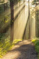 Wall Mural - beautiful rays of light entering secluded forest through tree canopies with a footpath on a fresh au