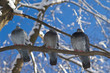 Три голубя на ветке зимой на фоне голубого неба.