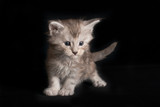 Fototapeta Koty - Maine Coon kitty