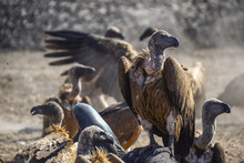 Vultures In Kruger Park - South Africa