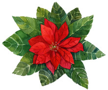 A Vintage Style Watercolour Drawing Of A Bright Red Poinsettia (Christmas Flower)