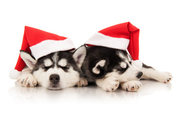 Wall Mural - Puppies husky in santa hat