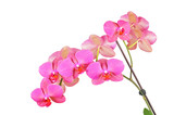Fototapeta Storczyk - Pink orchid flower, isolated on white background