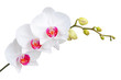 White orchid flower, DOF