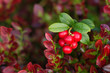 © Romano72 - Berries of cowberry.