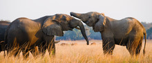 Two Elephants Playing With Each Other. Zambia. Lower Zambezi National Park. Zambezi River. 