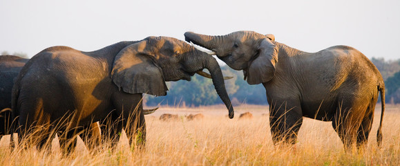 Wall Mural - Two elephants playing with each other. Zambia. Lower Zambezi National Park. Zambezi River. 