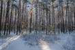 Drzewko w lesie zimą
