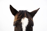 Fototapeta Konie - The portrait of black and white horse looking straight