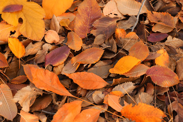 Wall Mural - Colourful autumn leaves on the ground in the park, close up