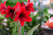 Hippeastrum Johnsonii Bury Red Flower.