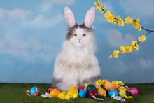 Cat In The Suit Bunny Celebrates Easter