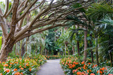 Fototapeta Sawanna - Botanic gardens alley